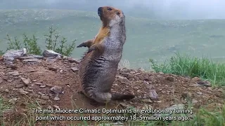 Монгол тарваганы амьдрал - Mongolian marmot`s life -documentary