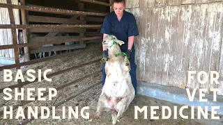 Basic Sheep Handling for the Veterinary Technician