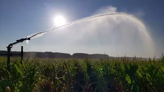Fodder corn irrigation irrigation agriculture land drought