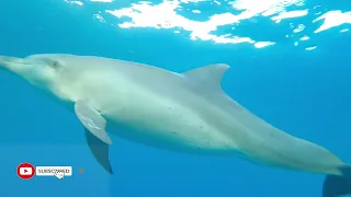 dolphin - amazing dolphins  -  funny and cute dolphin videos  compilation