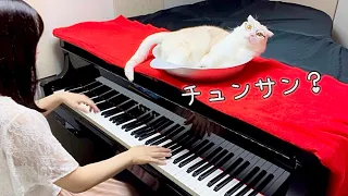 【冬のソナタ】主題歌 「最初から今まで」 猫とピアノ くまおがヨン様に？！ #弾いてみた #猫とピアノ #懐メロ