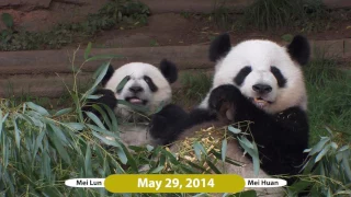 Mei Lun and Mei Huan -  Over 3 Years at Zoo Atlanta