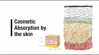 Cosmetic Absorption by the Skin