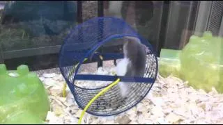 Mice flipping on a Wheel