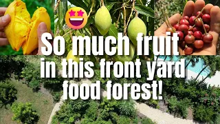 So many fruiting trees in this 3 yr old food forest!