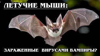 ЛЕТУЧИЕ МЫШИ: Травоядные "Дракулы" и рукокрылые "вампиры" | Интересные факты про летучих мышей