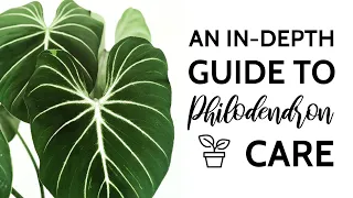 An In-Depth Guide to Philodendron Care