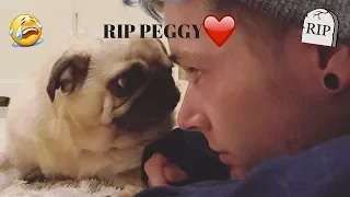 R.I.P Peggy TDM | Tribute To Peggy The Pug | DanTDM