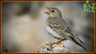 Голоса птиц Как поёт Воробей короткопалый (Carpospiza brachydactyla)