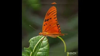 why we see orange butterfly-meaning🦋🦋