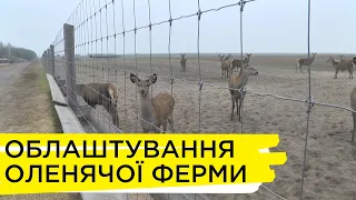 Як поблизу Турійська працює найбільша в Україні ферма, де вирощують оленів