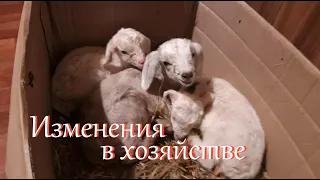 Пополнение в хозяйстве // Деревенские будни