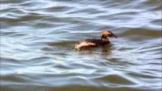 Horned Grebes Foraging Mosquiteos Off The Water