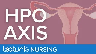 The Hypothalamic Pituitary Ovarian Axis | Menstrual Cycle Part 1