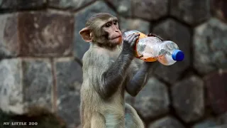 compilation of funny videos with monkeys