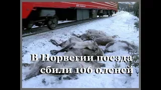 В Норвегии поезда сбили 106 оленей