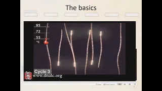 Polymerase Chain Reaction (PCR): the not-so-basics - Part 1