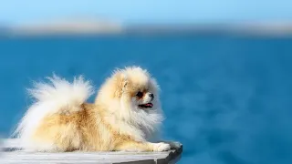 Pomeranian Bloopers Adorable Fails and Mishaps