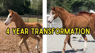 4 Year Foal Transformation: My Homebred Foal Grows Up