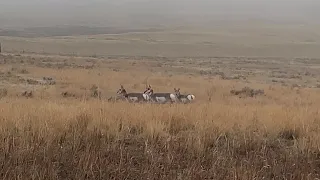 Antelope Hunting Wyoming - Options to get that tag