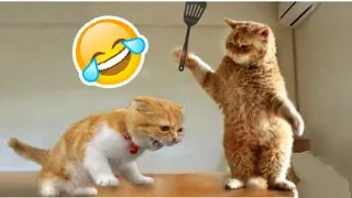 So Funny Animal Videos|Funny cats 😸 and dogs video part 37|Funny Pets'house