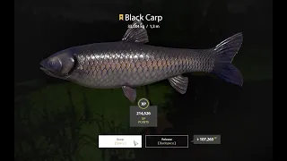 Russian Fishing 4 - Black Carp Trophy 33,004 kg - Old Burg Lake