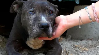 Эта собака жила 9 лет на свалке. Когда волонтеры увидели её, то не смогли сдержать слез