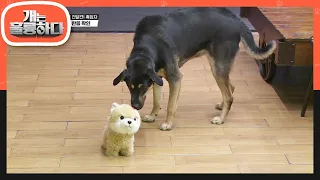 가족을 지키기 위한 흑임자의 공격성?! 강아지 인형에게도 보이는 공격성 [개는 훌륭하다/Dogs Are Incredible] | KBS 220509 방송