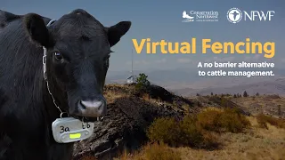 Virtual Fencing | The Next Evolution in Range Management