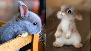 Cutest Baby Rabbits Video || Funny Bunny Animal Videos Compilation_2020