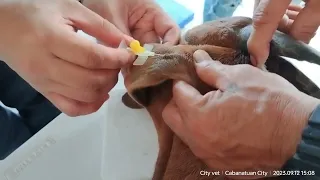 Swero sa Tenga ng Kambing - IV infusion Goat ear vein