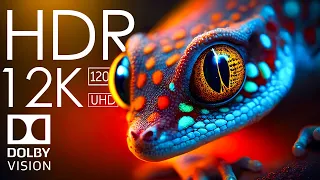 12K HDR 120fps Dolby Vision with Relaxing Music (Colorfully Dynamic)