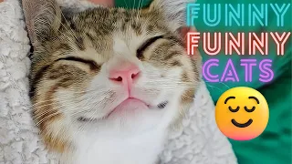 2 HOUR BEST FUNNY CATS COMPILATION 2023 😂| The Best Funny And Cute Cat Videos 7 !😸 😸