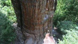 5,000 year old giant: How long does the world’s oldest tree have left?