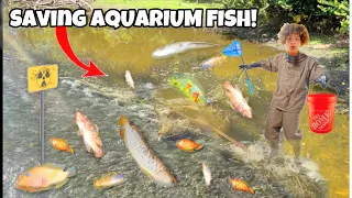 I Found Aquarium FISH In SEWER FLOOD!