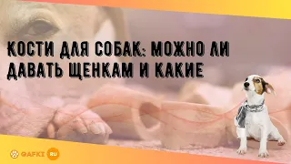 Кости для собак: можно ли давать щенкам и какие