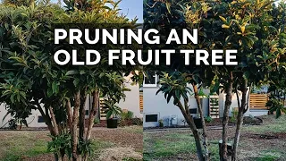 How to Prune Old Fruit Trees