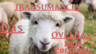 Transumancia das ovelhas 2023 em Seia Portugal 🇵🇹