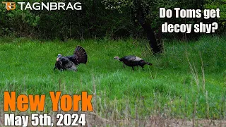 Opening Day Turkey Season New York 2024 - Decoy Shy Gobblers