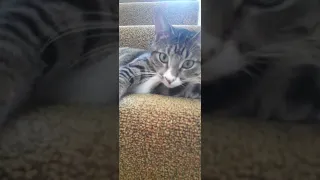 Rolling and Scratching