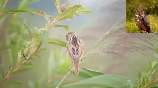 Вертлявая камышевка   Acrocephalus paludicola