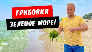 Грибовка. Зеленое море! Водоросли. Широкий пляж. Жилье, цены. Обзор курорта Грибовка