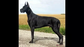 4 you - Funniest Great Dane Videos