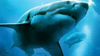 فيلم المغامرة مع أسماك القرش-من أقوى الأفلام  2018  frenzy hd