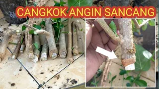 cangkok angin premna micropylla - belajar bahan bonsai sancang