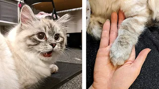 How to get your cat to let you cut its nails |  without being scratched