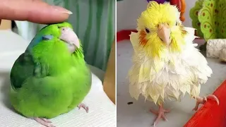 Smart And Funny Parrots Parrot Talking Videos Compilation (2024) - Cute Birds #29