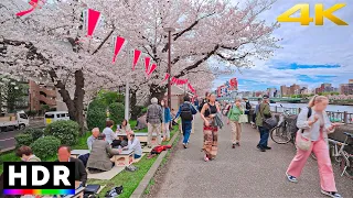 Tokyo, Cherry Blossom Festival - Walking Tour in 4K HDR