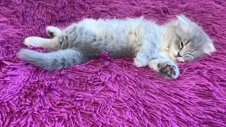 I slept through everything | Little Kitten John's Happy Moments