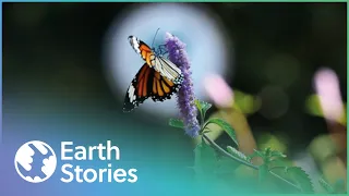 David Attenborough On Kadoorie Farm's Wildlife | Garden In The Sky | Earth Stories